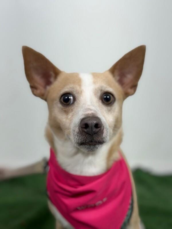 Benito-One of our Amazing Rescue Dogs