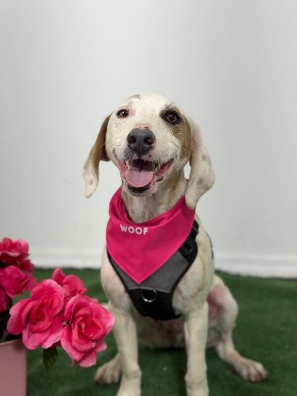 Groucho-One of our Amazing Rescue Dogs