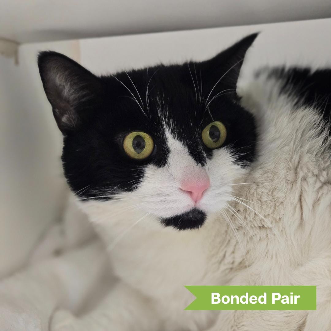 Serena (bonded w/ Venus) 