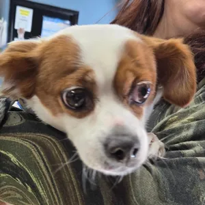 Terminology Search Adopt Ela Today - Find Paw Pal