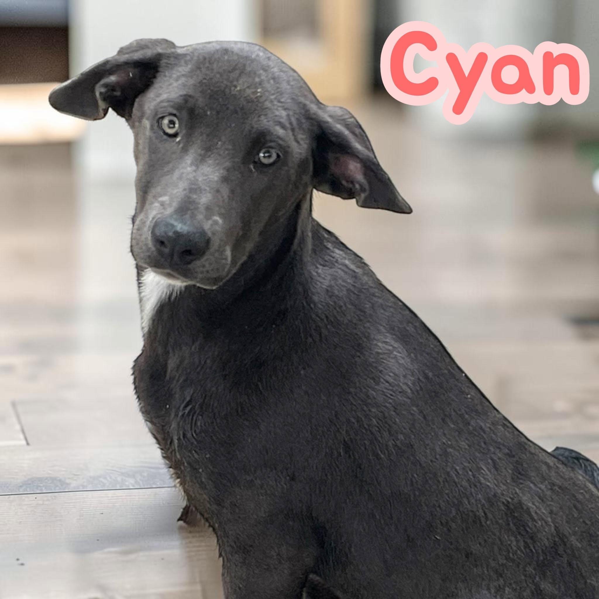 Cyan - fun, friendly, snuggly