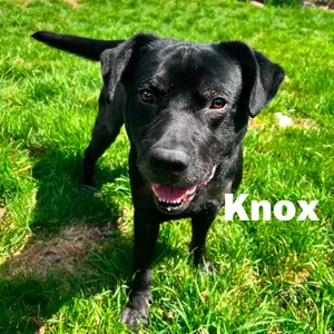 Knox 260299