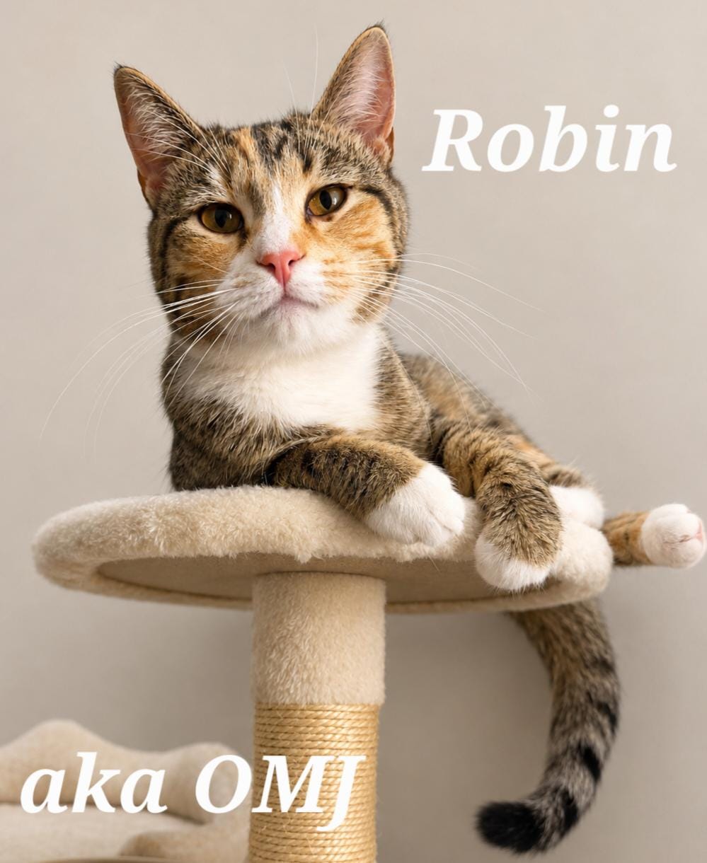 Robin aka OMJ