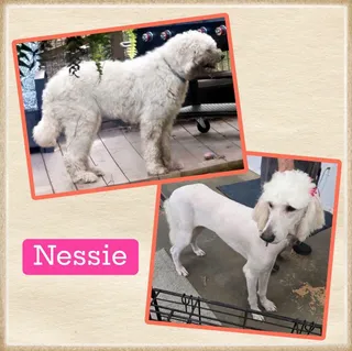 Nessie