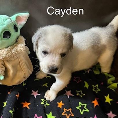 Cayden