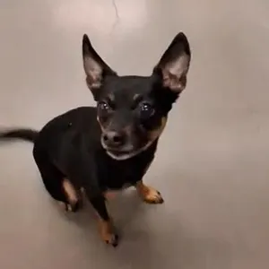 Finn