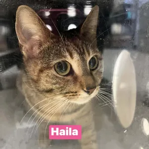 Haila