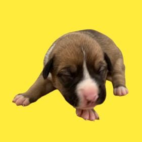 TUSC-Stray-83159_2_3