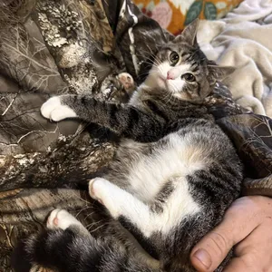 Taz