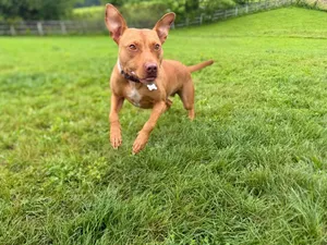 Penny