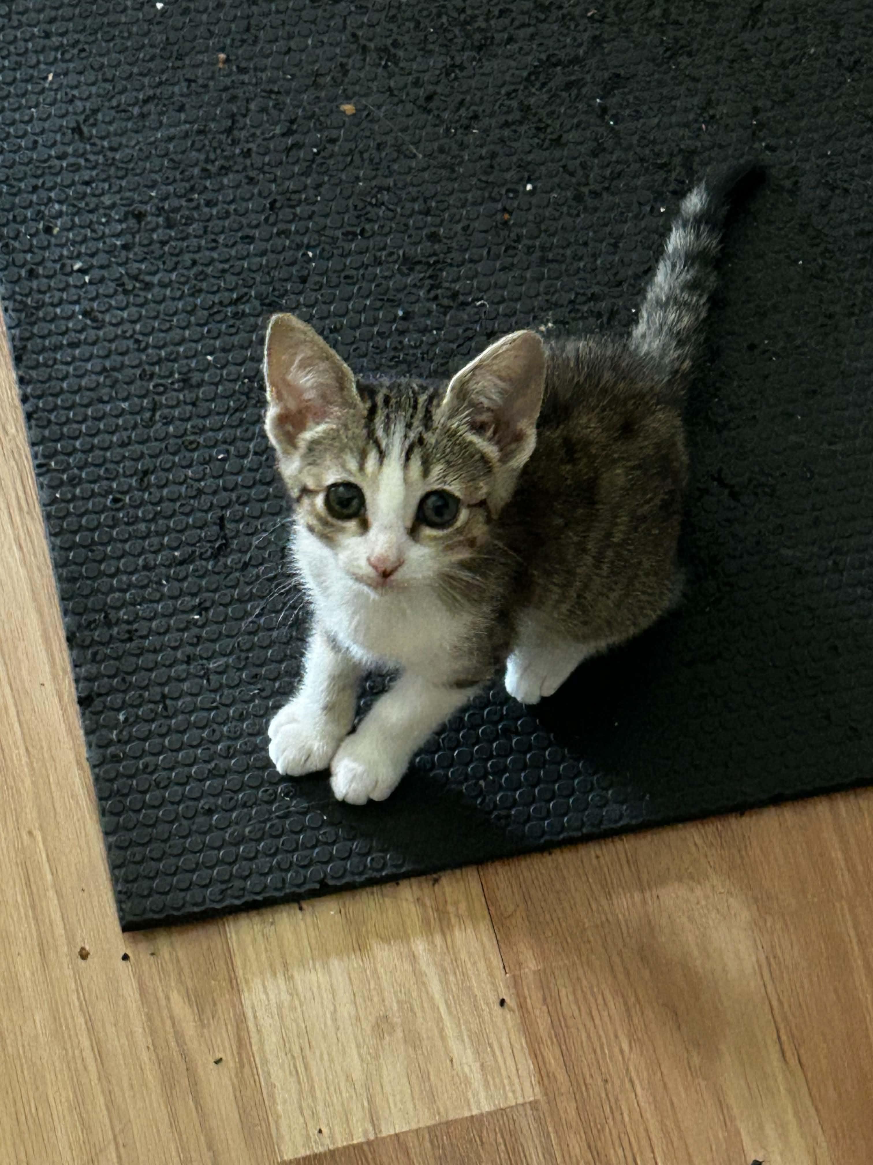 Tofu