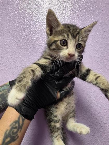 kit 2