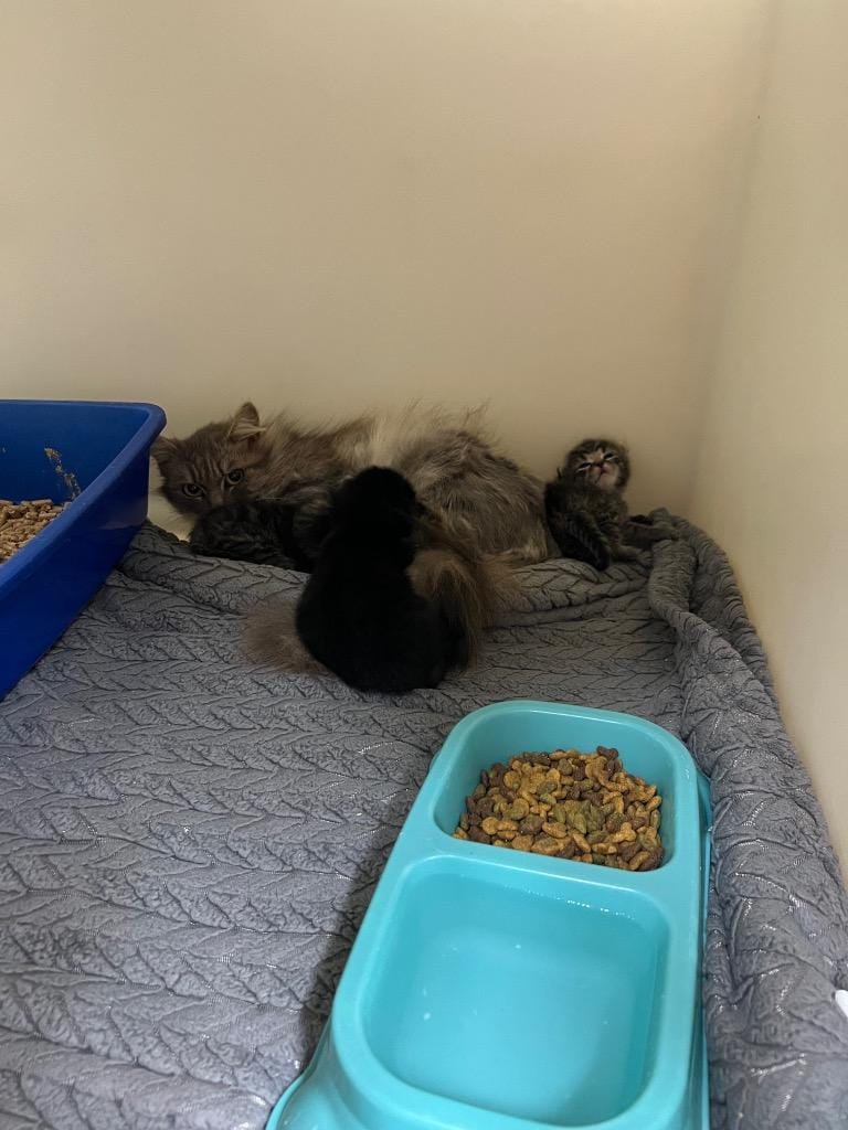 Coconut