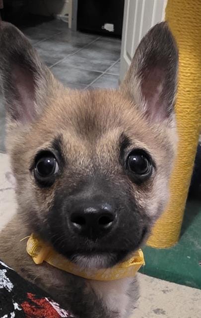 PEANUT