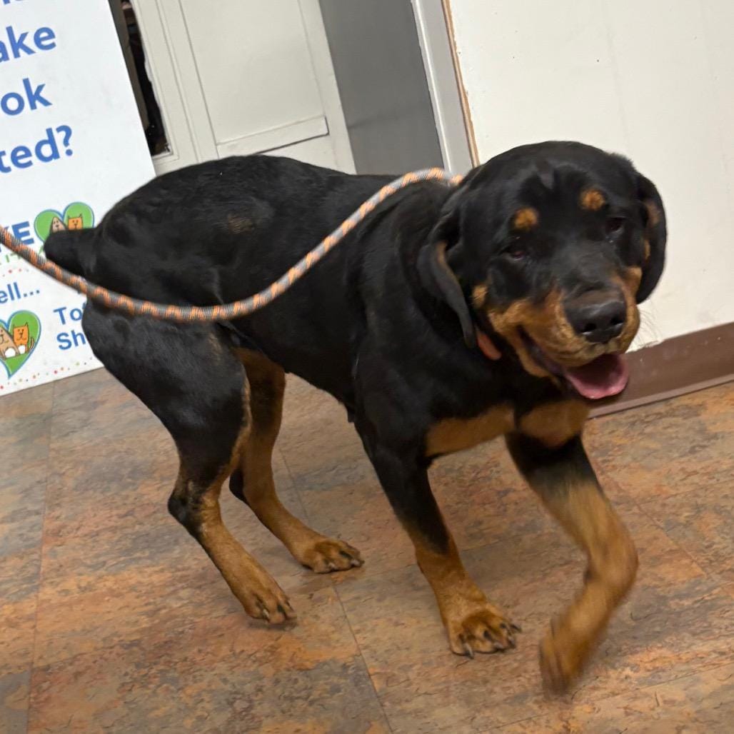 Adopt Coco Today - Find Paw Pal