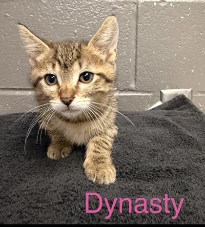 Dynasty