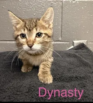 Dynasty