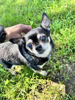 Max