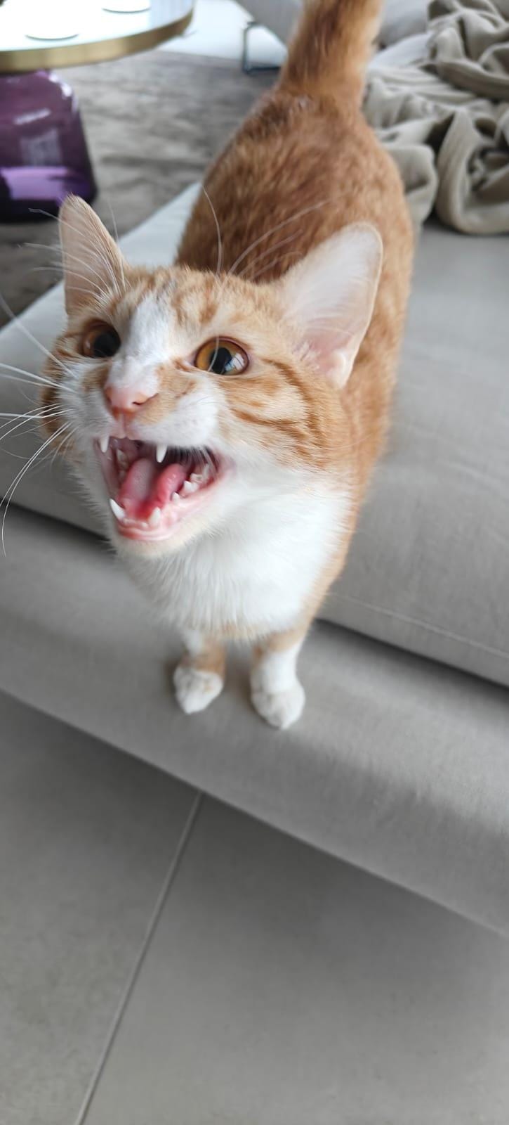 Nour, the Ray of Light