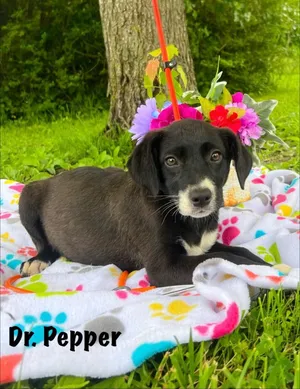 Dr. Pepper