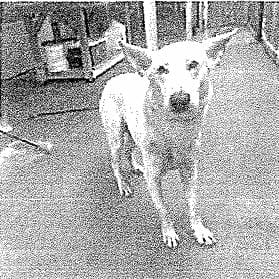 Klaus (26-224)