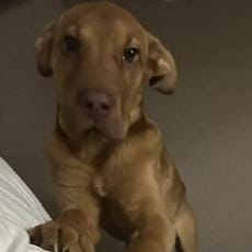 Maverick - Home to Home