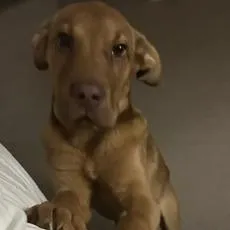 Maverick - Home to Home