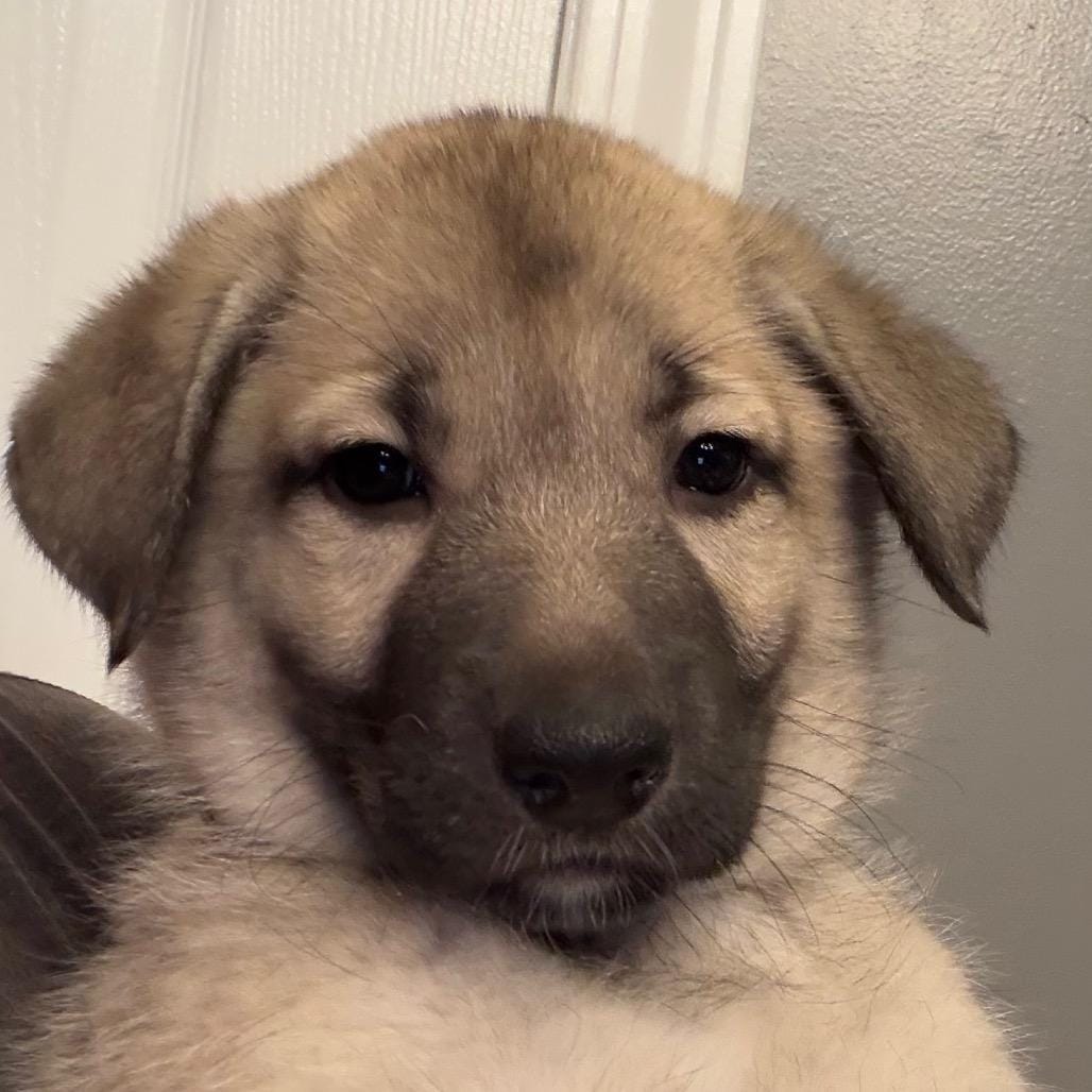 Frida