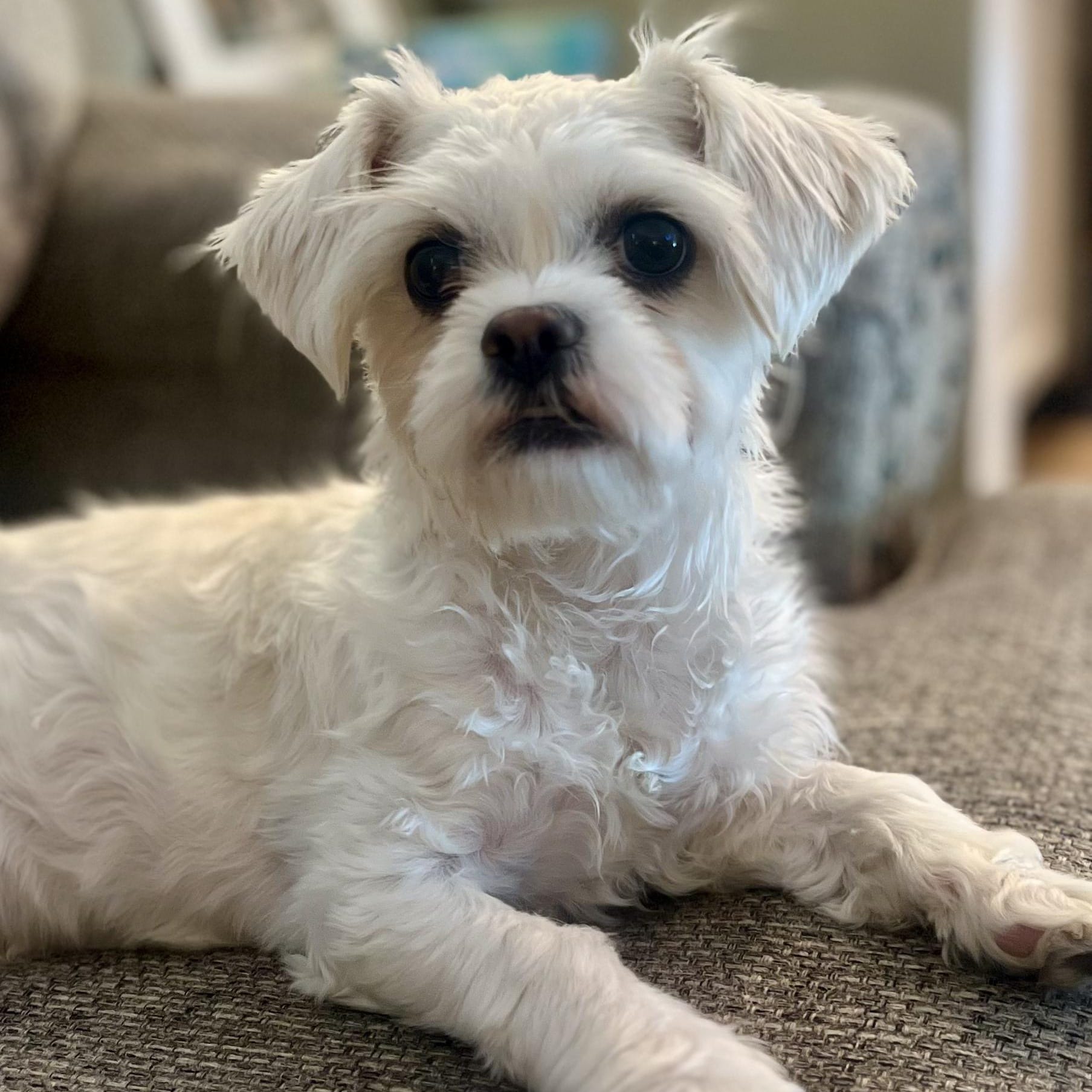 Chloe
