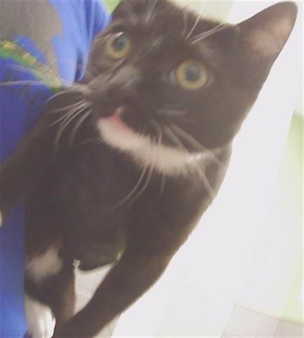 OREO
