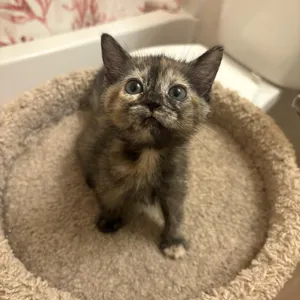 Mini Muffin