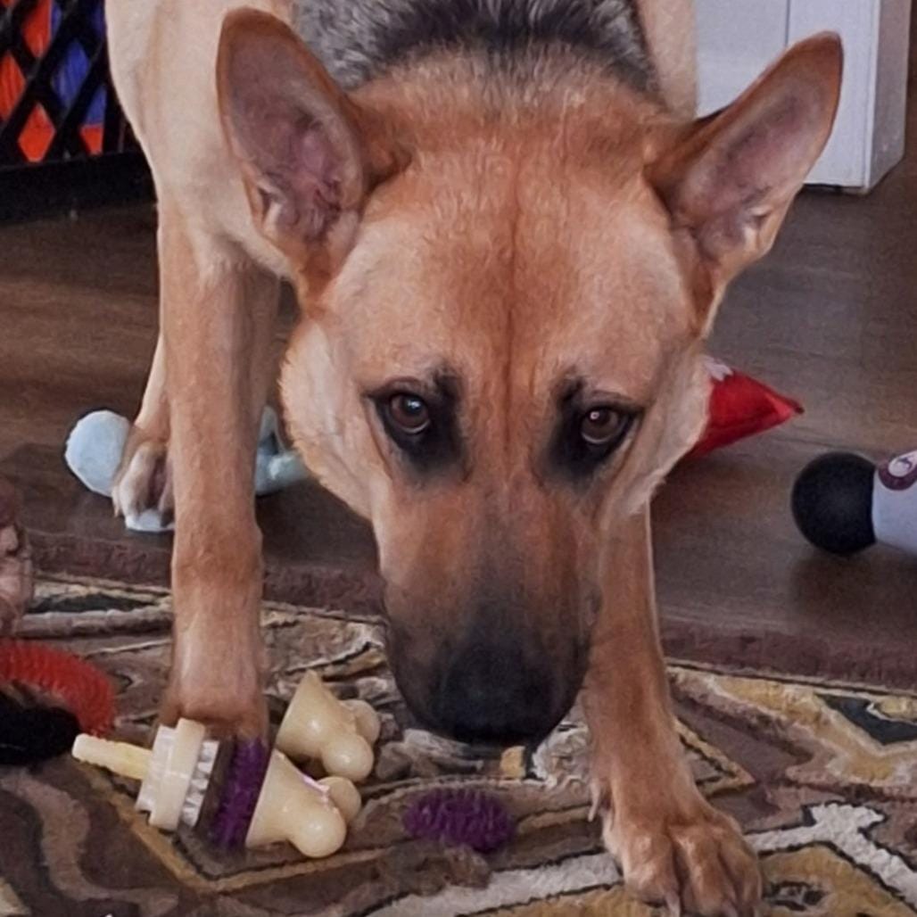 Gemma