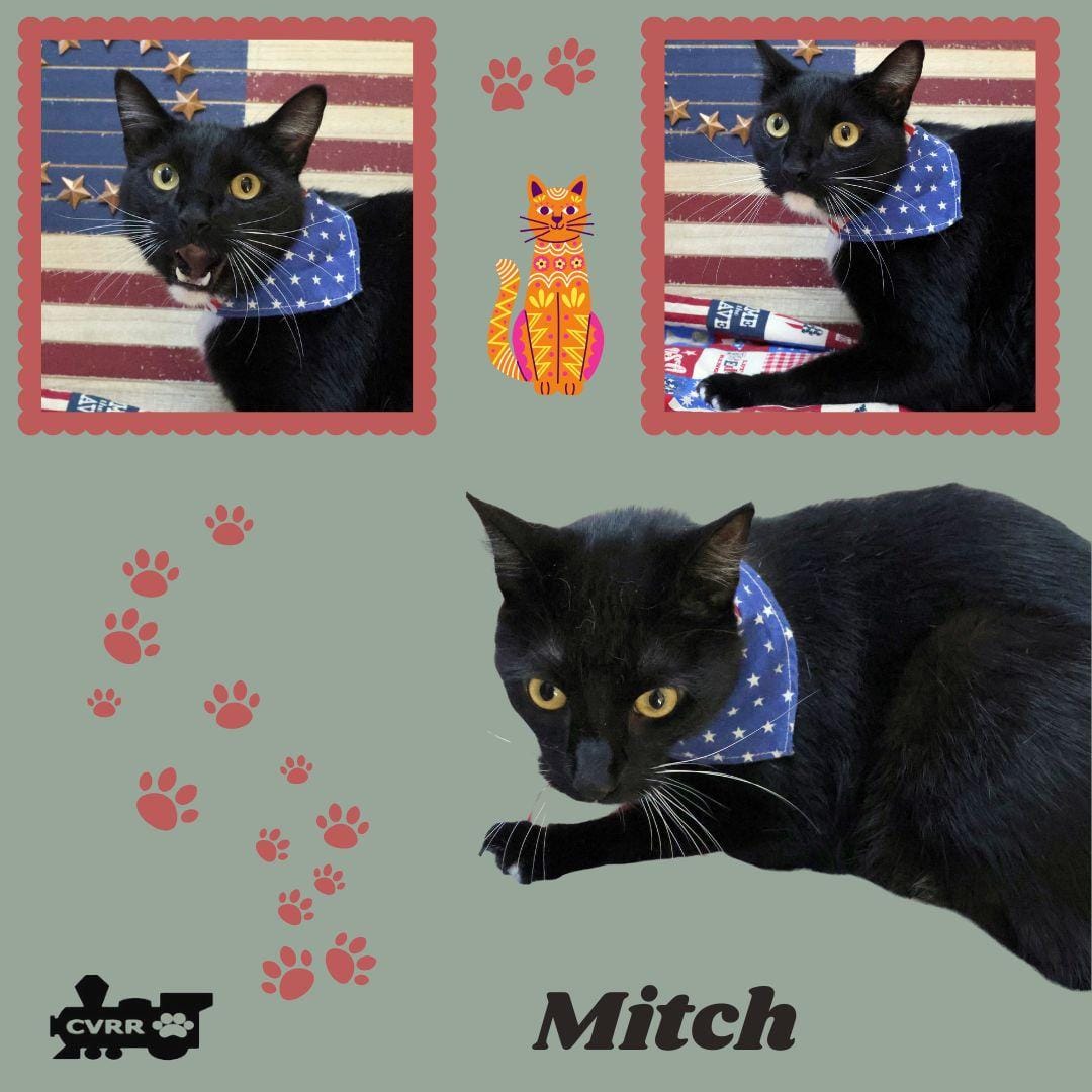 Mitch (Cat)