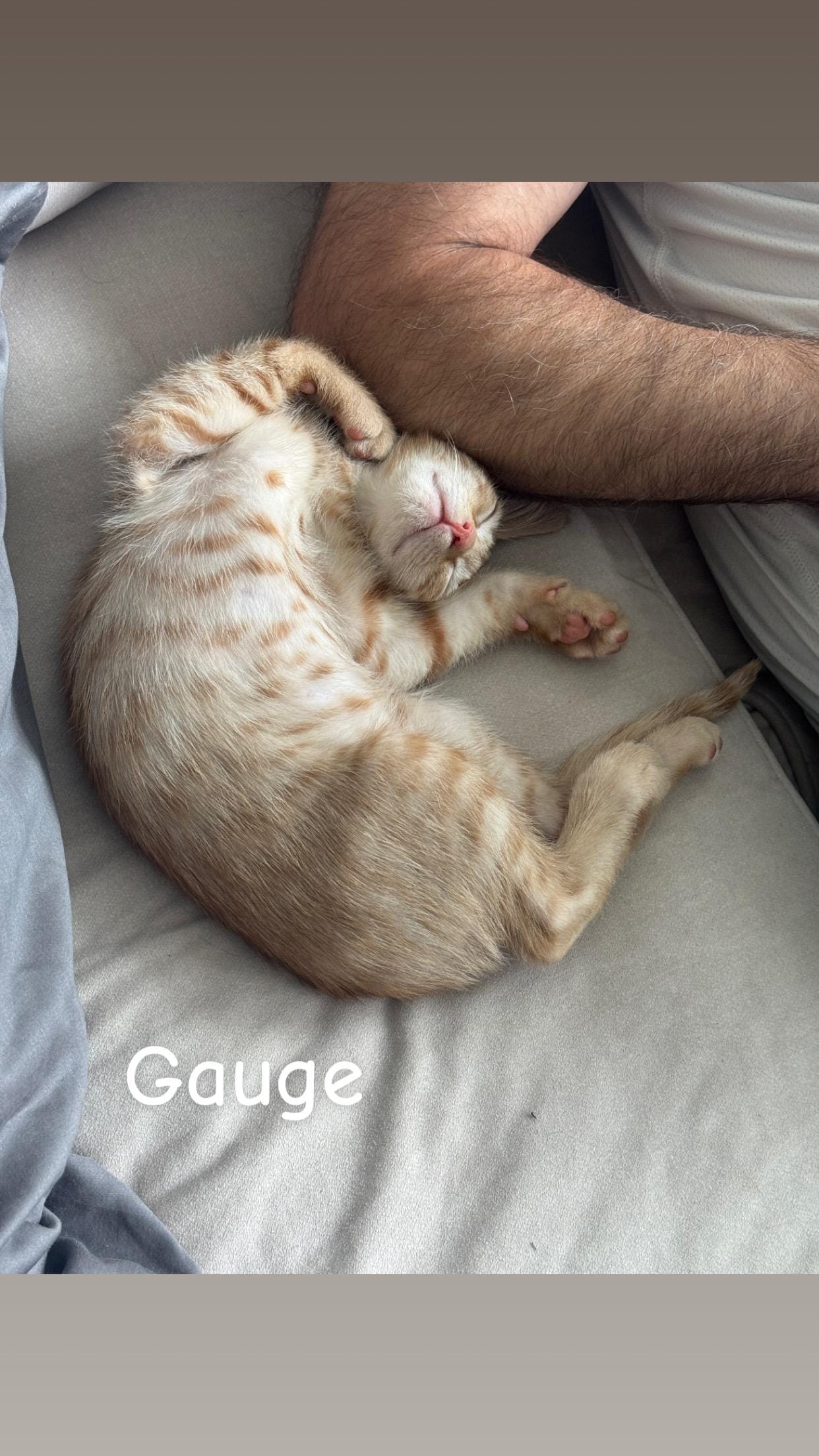 Sizzle & Gauge