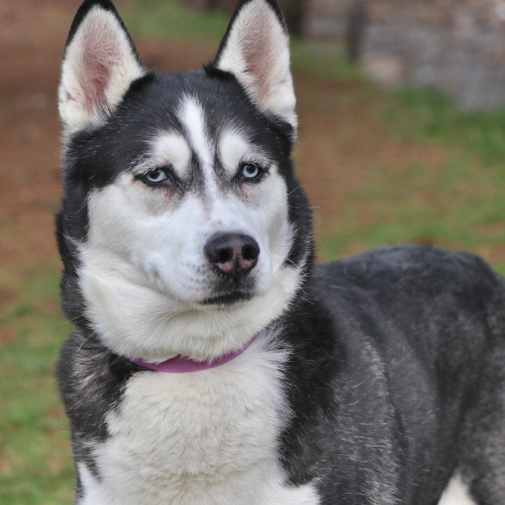 Lumi