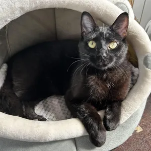 Bagheera
