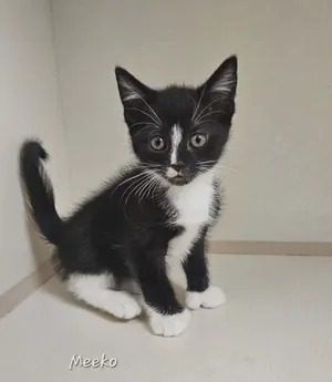 Meeko