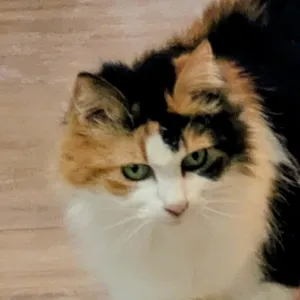Callie