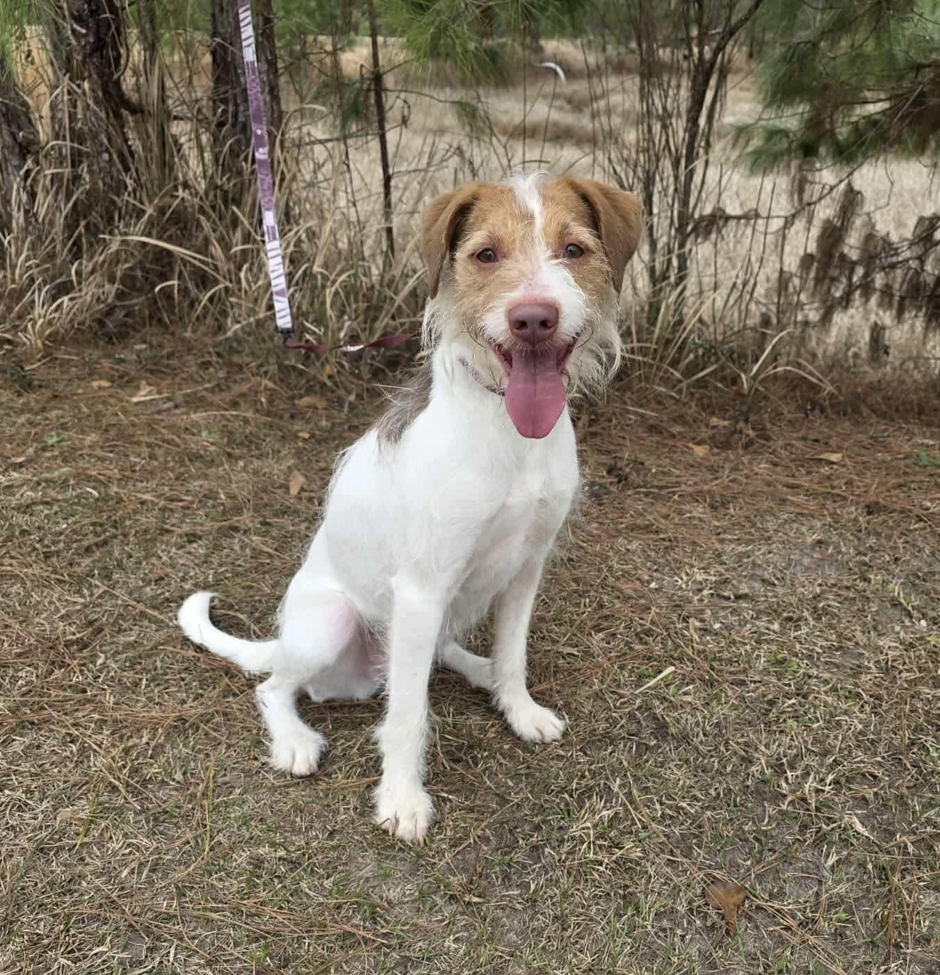 Ruby Dog Color Adopt Ruby Today - Find Paw Pal