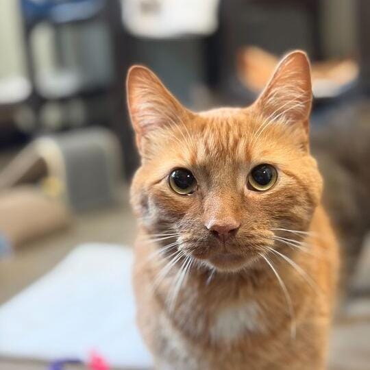 Julius