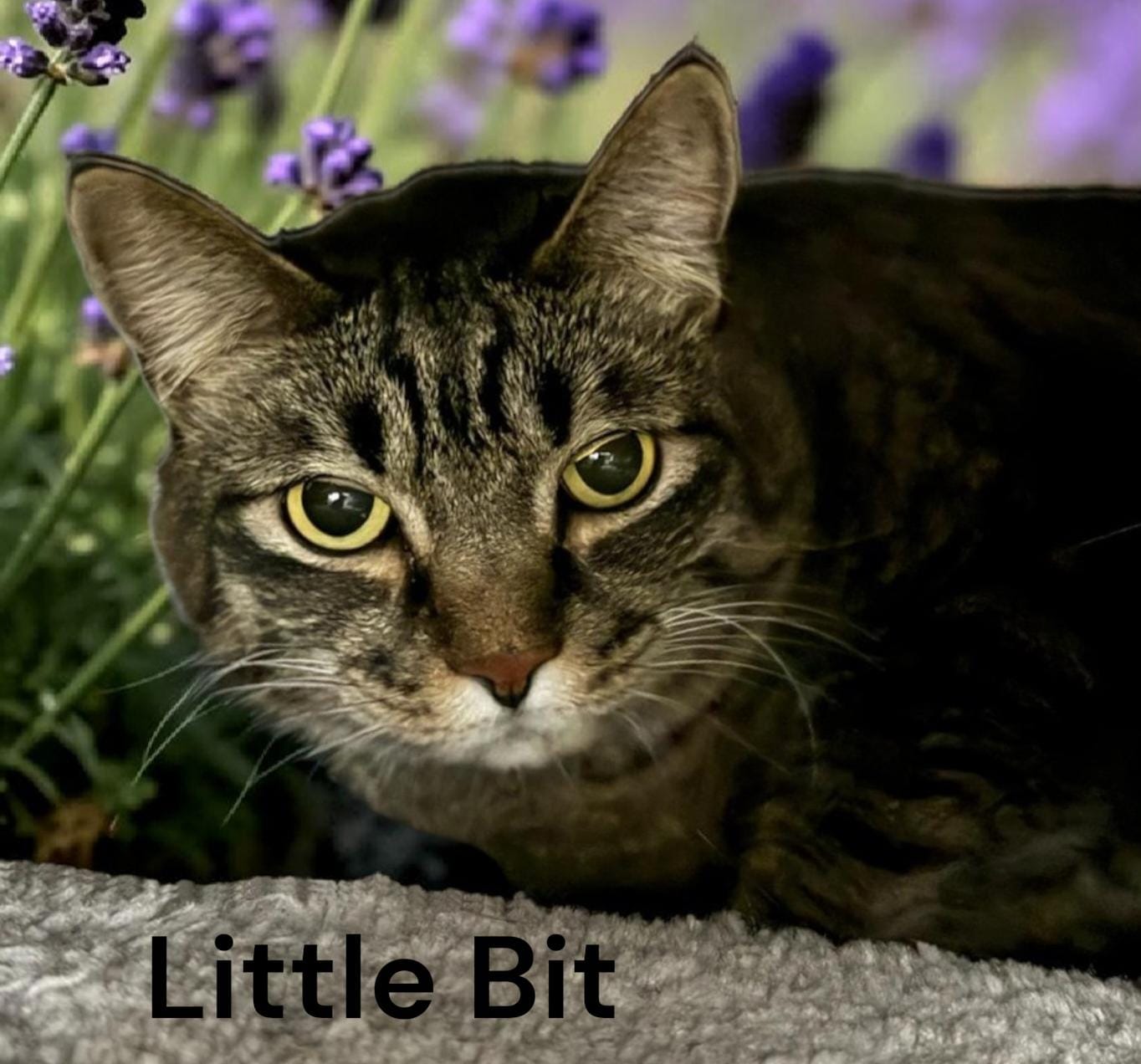 Little Bit