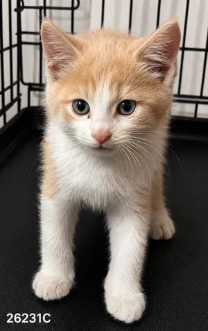 Archie
