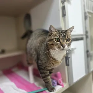 GRACIE