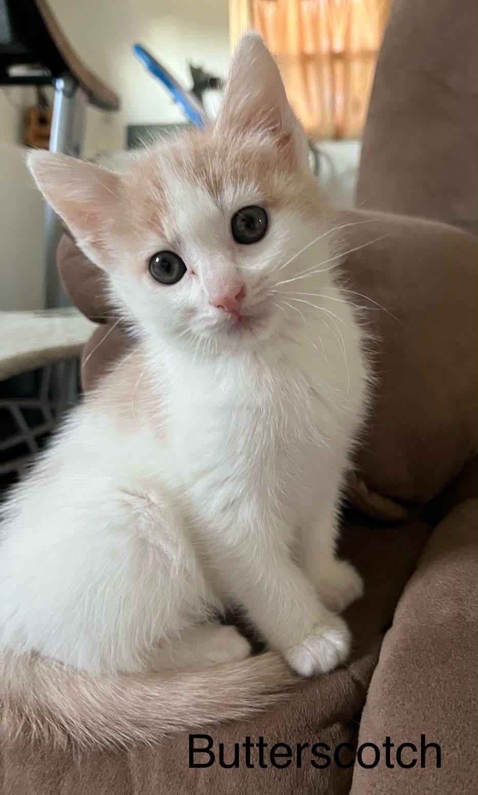 Butterscotch