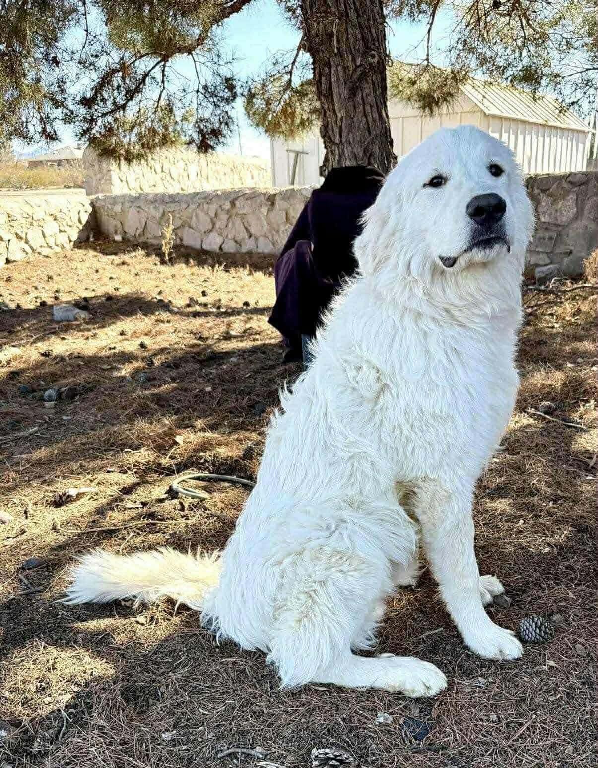 TITAN