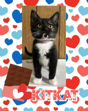 KitKat