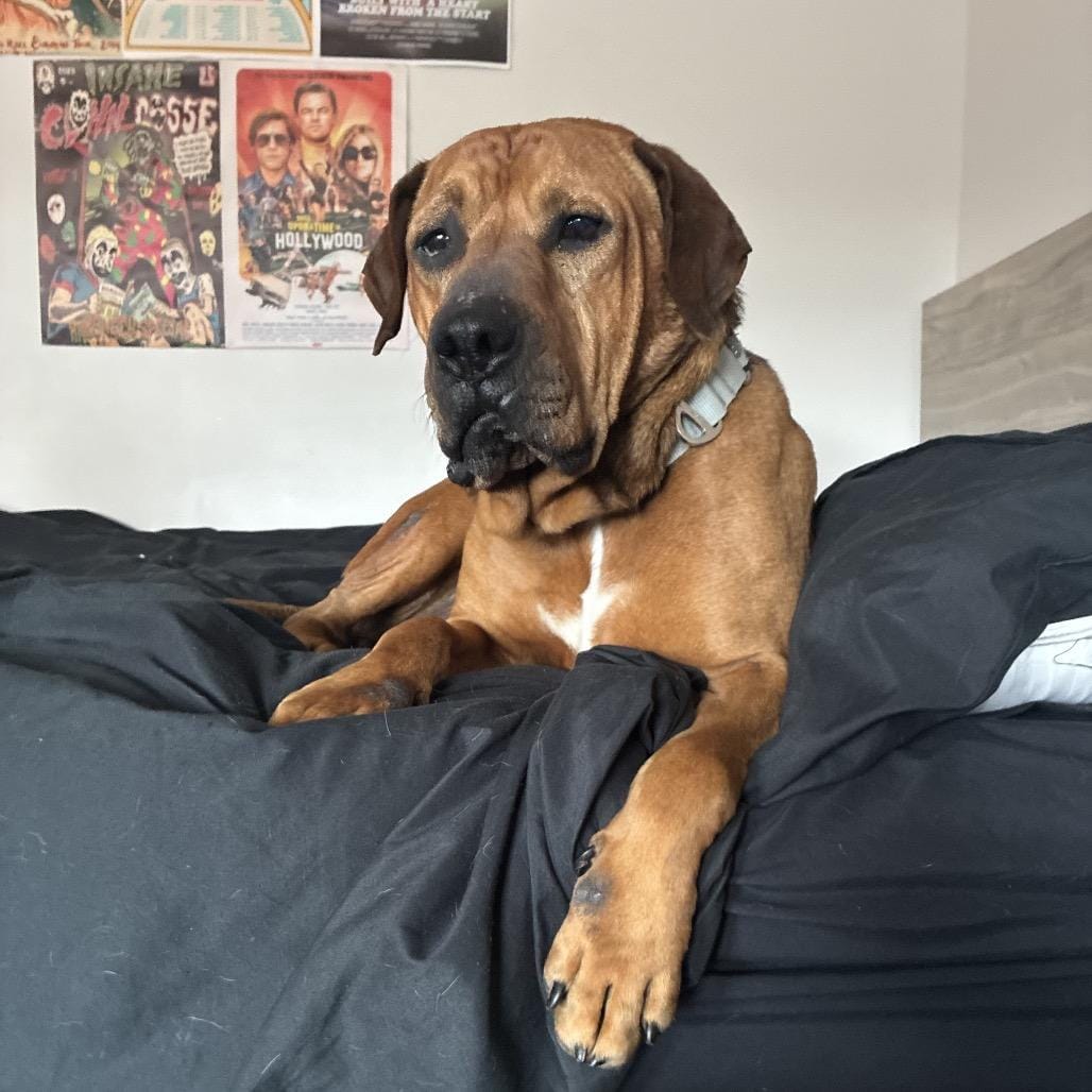 Dozer
