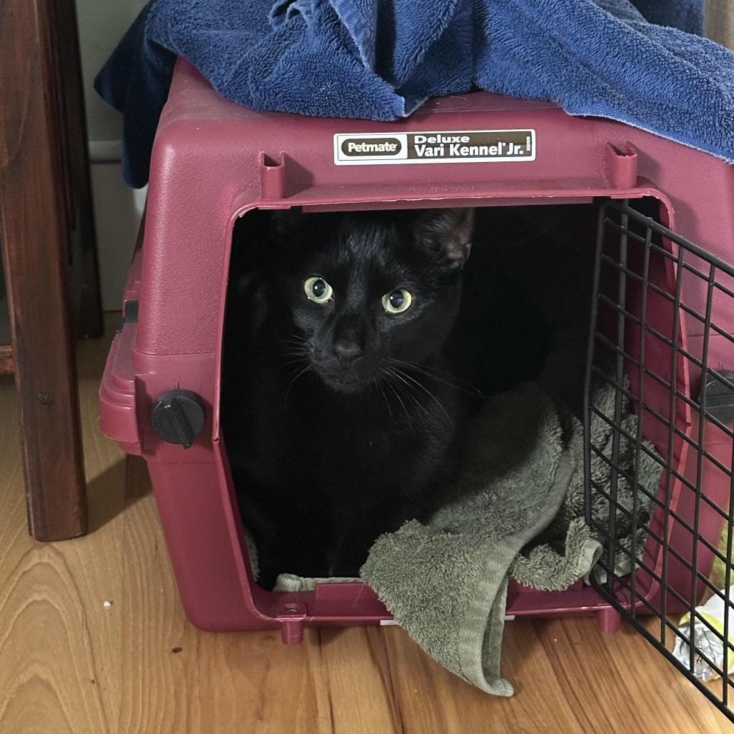 Pink Panther-In foster-See my video