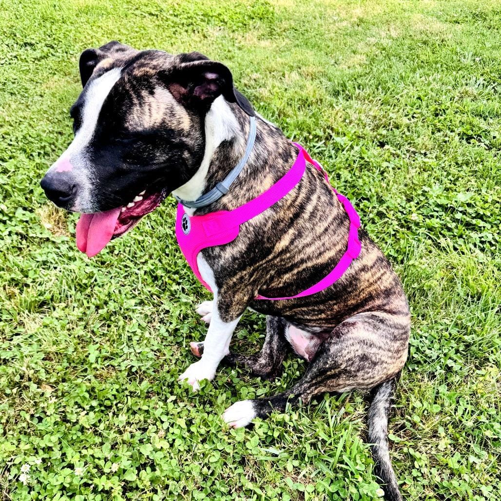 Bella