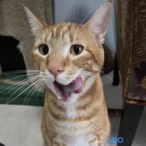 Leo